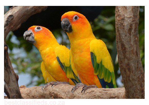 Rainbow Conure