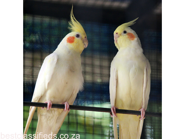 african cockatiel bird